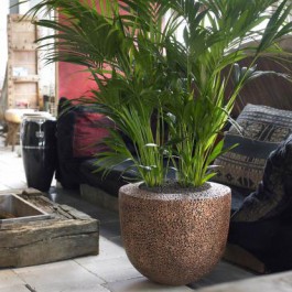 Indoor Gardener Natural Trendy Seed Copper