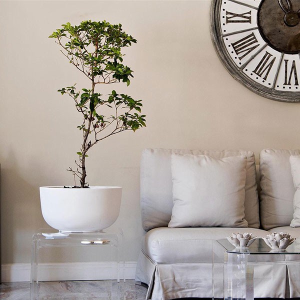 Pot Cup Bas Blanc Pur 1825 JardinChic Pot Cup Bas Blanc Pur 1825 JardinChic