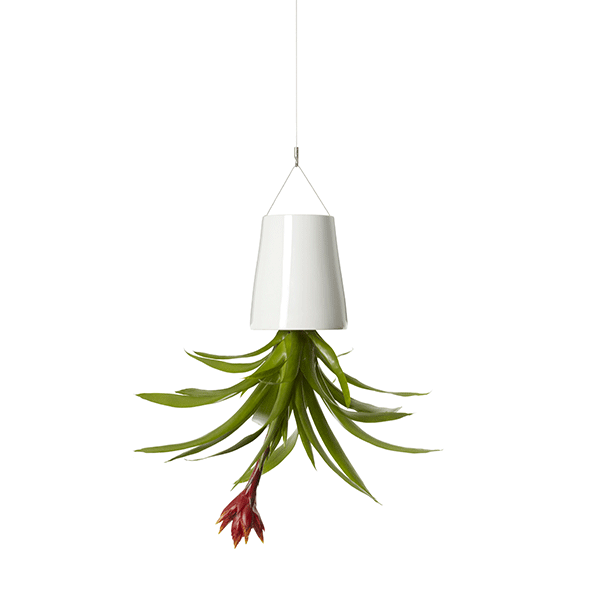 Sky Planter Plant Small