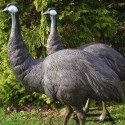 Statue Ostrich
