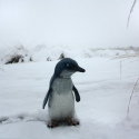 Baby Penguin Statue