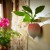 Radish Plant