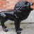 Statue Lion Black Lacquered