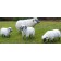 Statue Mini Mouton Blanc Tête Noire avec Statue Brebis Tête Haute, Statue Mini Bélier et Statue Mini Brebis Tête Basse (vendues séparément) Tex Artes Jardinchic