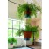 Familypot Suspension Ambiance Intérieur Face  Teracrea JardinChic