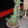 Guardian 2 elements Tutrix plants Az & Mut JardinChic