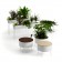 Collection Green Pedestals Jardinchic