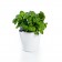 Herb2O with plant Royal VKB JardinChic