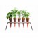 Lot de 5 Carottes à Planter avec support Jardinchic