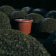 Pot London Rouge Domani JardinChic