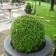 Pots Ming Large Gris Anthracite Buis Boule Serralunga JardinChic