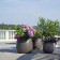 Pot Sumo Terrasse Eternit JardinChic