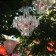 Chandelier Rockcoco suspended outside tree Fatboy JardinChic