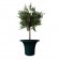 Pot / Cache-pot Cone Vase Detoure Serralunga JardinChic