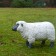 Statue Mini Mouton Blanc Tête Noire Tex Artes Jardinchic