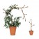  Guardian 2 elements cutout Tutrix Az & Mut JardinChic