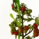 Guardian 2 elements Tutrix tomatoes Az & Mut JardinChic